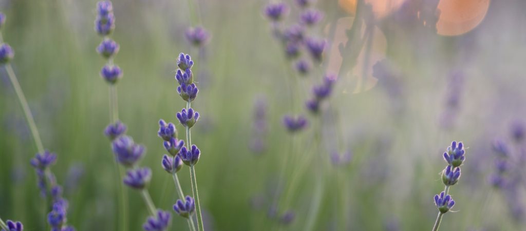 Un viaggio nella Profumeria di Nicchia 