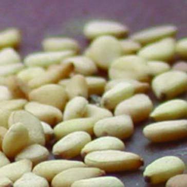 Baume aux Trois Huiles Ayurvèdiques-436 Baume aux Trois Huiles Ayurvèdiques-436