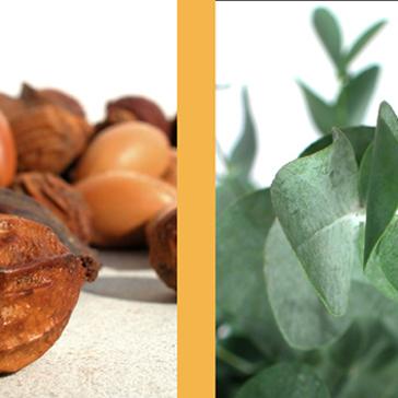 Huile Somptueuse de l'Orient-433 Huile Somptueuse de l'Orient-433