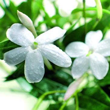 Elixir Prècieux - Règènèrant-425 Elixir Prècieux - Règènèrant-425